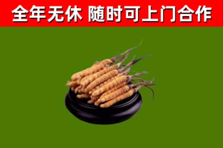 光明烟酒回收冬虫夏草.jpg